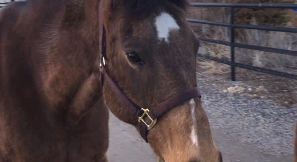 /Images/uploads/Humane Society of Utah/HSU2018/entries/3981thumb.jpg